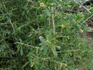 photo thumbnail #4