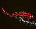 photo thumbnail #9