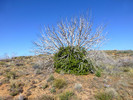 photo thumbnail #4