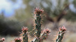 photo thumbnail #8