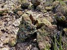 photo thumbnail #12