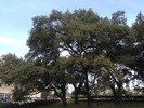 photo thumbnail #14