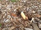photo thumbnail #9
