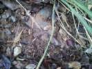 2014-03-01 :3: Apache Peak Ruins :: Hippy