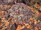 photo thumbnail #6