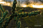 photo thumbnail #4