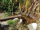 Featured Detail Photo