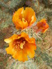photo thumbnail #13