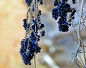 photo thumbnail #6