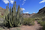 photo thumbnail #11