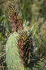 photo thumbnail #6