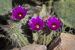 photo thumbnail #7