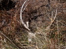 photo thumbnail #10