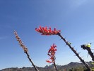 photo thumbnail #2