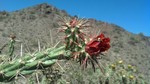 photo thumbnail #12