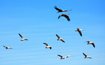 photo thumbnail #15