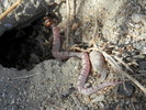 photo thumbnail #12