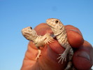 photo thumbnail #14
