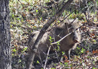 photo thumbnail #3