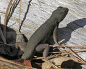 photo thumbnail #7