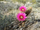 photo thumbnail #1