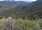 2014-03-17 :1: Exploring Above Black Brush Uranium Mines :: Grasshopper