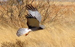 photo thumbnail #13