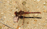 photo thumbnail #13