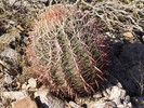 photo thumbnail #8