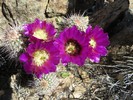 photo thumbnail #8