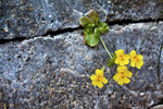 2014-03-26 :2: Madera Nature Trail #88 :: Jonnybackpack