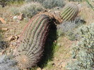 photo thumbnail #12