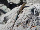 photo thumbnail #13