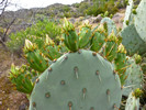 photo thumbnail #7