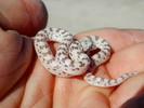 photo thumbnail #4