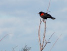 photo thumbnail #10