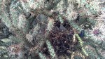 photo thumbnail #11