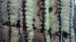 photo thumbnail #12
