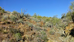 photo thumbnail #5