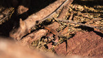 photo thumbnail #14