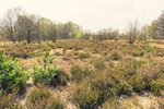 photo thumbnail #10