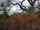 photo thumbnail #15