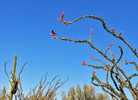 photo thumbnail #9