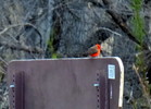 photo thumbnail #1