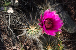 photo thumbnail #4