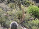photo thumbnail #11