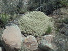 photo thumbnail #8