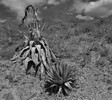 photo thumbnail #13