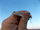 photo thumbnail #4