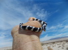 2014-04-07 :2: Joshua Tree National Park Trails :: gummo